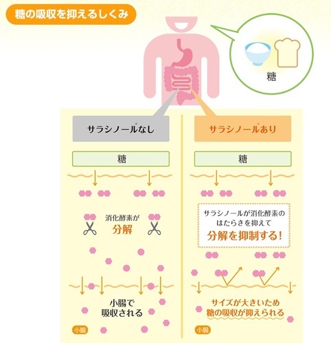 メタバリアスリム サラシア 糖質制限ダイエット おすすめサプリ スタイル維持 お試し口コミ糖の吸収.jpg