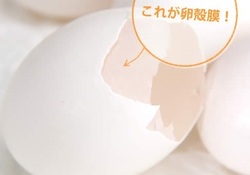 卵殻膜 V型コラーゲン.jpg