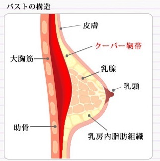 Viage ナイトブラ 補正ブラ 美乳 バストケア バストアップ効果 クーパー靭帯.jpg